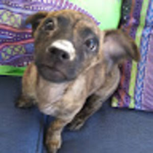 Meet your Posher, Carey